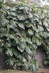 Monstera Deliciosa Plant (Monstera deliciosa) at Lakeshore Garden Centres