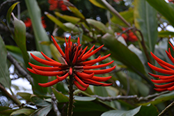 Naked Coral Tree (Erythrina coralloides) at Lakeshore Garden Centres