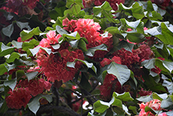 Pink Ball Tree (Dombeya wallichii) at Lakeshore Garden Centres