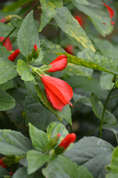 Giant Red Turk's Cap (Malvaviscus arboreus var. penduliflorus) at Lakeshore Garden Centres
