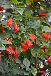 Giant Red Turk's Cap (Malvaviscus arboreus var. penduliflorus) at Lakeshore Garden Centres