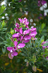 Sweet Pea Shrub (Polygala myrtifolia) at Lakeshore Garden Centres