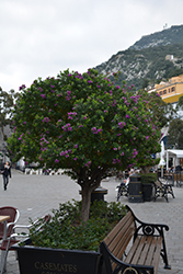Sweet Pea Shrub (Polygala myrtifolia) at Lakeshore Garden Centres