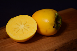 Ormond Japanese Persimmon (Diospyros kaki 'Ormond') at Lakeshore Garden Centres