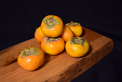 Fuyu Japanese Persimmon (Diospyros kaki 'Fuyu') at Lakeshore Garden Centres