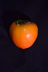 Gionbo Japanese Persimmon (Diospyros kaki 'Gionbo') at Lakeshore Garden Centres