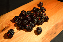 Arapaho Blackberry (Rubus 'Arapaho') at Lakeshore Garden Centres