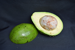 Simmonds Avocado (Persea americana 'Simmonds') at Lakeshore Garden Centres