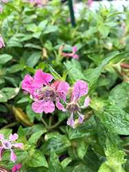 Sriracha Pink Cuphea (Cuphea llavea 'Sriracha Pink') at Lakeshore Garden Centres