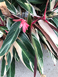 Tricolor Stromanthe (Stromanthe sanguinea 'Tricolor') at Lakeshore Garden Centres