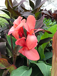 Tropical Salmon Canna (Canna 'Tropical Salmon') at Lakeshore Garden Centres