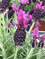 Anouk Spanish Lavender (Lavandula stoechas 'Anouk') at Lakeshore Garden Centres