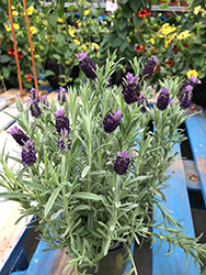 Spanish Lavender (Lavandula stoechas) at Lakeshore Garden Centres