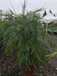 Cat Palm (Chamaedorea cataractarum) at Golden Acre Home & Garden