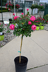 Pink Double Knock Out Rose Tree (Rosa 'Radtkopink') at Lakeshore Garden Centres