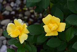 Sunny Knock Out Rose (Rosa 'Radsunny') at A Very Successful Garden Center