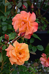 Westerland Rose (Rosa 'Westerland') at Lakeshore Garden Centres