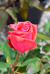 Fragrant Cloud Rose (Rosa 'Fragrant Cloud') at Lakeshore Garden Centres