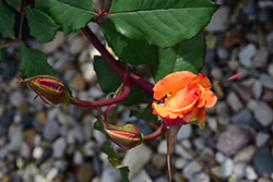 Chris Evert Rose (Rosa 'WEKjuvoo') at Lakeshore Garden Centres