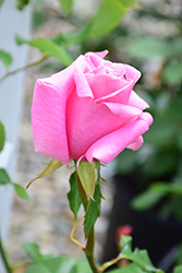 Bewitched Rose (Rosa 'Bewitched') at Lakeshore Garden Centres