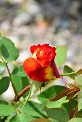 Perfect Moment Rose (Rosa 'KORwilma') at Lakeshore Garden Centres