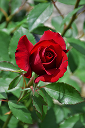 Opening Night Rose (Rosa 'Opening Night') at Lakeshore Garden Centres