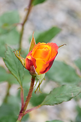 Judy Garland Rose (Rosa 'Judy Garland') at Lakeshore Garden Centres