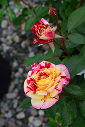 George Burns Rose (Rosa 'WEKcalroc') at Lakeshore Garden Centres