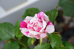 Julio Iglesias Rose (Rosa 'Meisiastri') at Lakeshore Garden Centres