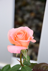 Jump For Joy Rose (Rosa 'WEKnewchi') at Lakeshore Garden Centres