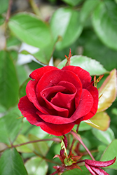 Thrive! Rose (Rosa 'SPRothrive') at Lakeshore Garden Centres