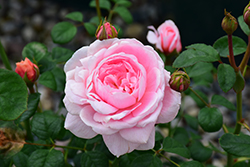 Queen Of Sweden Rose (Rosa 'Queen Of Sweden') at Lakeshore Garden Centres