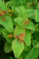 FloralBerry Pinot St. John's Wort (Hypericum x inodorum 'KOLPINOT') at Lakeshore Garden Centres