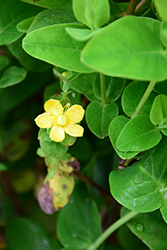 FloralBerry Pinot St. John's Wort (Hypericum x inodorum 'KOLPINOT') at Lakeshore Garden Centres