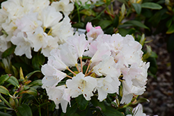 Yaku Princess Rhododendron (Rhododendron yakushimanum 'Yaku Princess') at Lakeshore Garden Centres