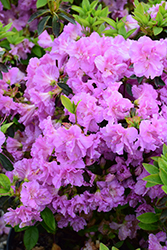 Elsie Lee Azalea (Rhododendron 'Elsie Lee') at Lakeshore Garden Centres