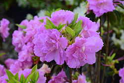 Elsie Lee Azalea (Rhododendron 'Elsie Lee') at Lakeshore Garden Centres