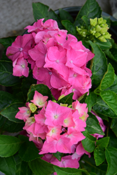 Pink Elf Dwarf Hydrangea (Hydrangea macrophylla 'Pink Elf') at Lakeshore Garden Centres