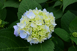 Nantucket Blue Hydrangea (Hydrangea macrophylla 'Grenan') at Lakeshore Garden Centres
