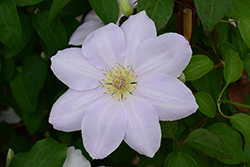 Chantilly Clematis (Clematis 'Chantilly') at Lakeshore Garden Centres