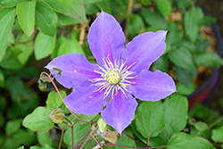 Chevalier Clematis (Clematis 'Evipo040') at Lakeshore Garden Centres