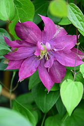 Fireflame Clematis (Clematis 'KBK01') at Lakeshore Garden Centres