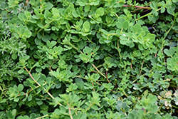 Plenus Golden Bird's-foot (Lotus corniculatus 'Plenus') at Lakeshore Garden Centres