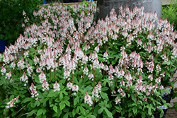 Spring Symphony Foamflower (Tiarella 'Spring Symphony') at Lakeshore Garden Centres