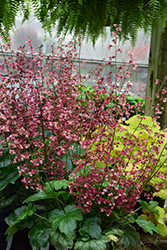 Berry Timeless Coral Bells (Heuchera 'Berry Timeless') at The Mustard Seed