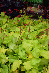 Dolce Appletini Coral Bells (Heuchera 'Appletini') at Lakeshore Garden Centres