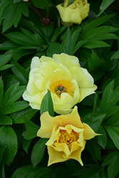 Joanna Marlene Peony (Paeonia 'Joanna Marlene') at Lakeshore Garden Centres