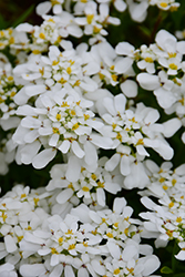 Tahoe Candytuft (Iberis sempervirens 'Tahoe') at Lakeshore Garden Centres