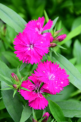 Telstar Purple Pinks (Dianthus 'Telstar Purple') at Lakeshore Garden Centres