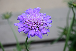 Butterfly Blue Pincushion Flower (Scabiosa 'Butterfly Blue') at Mainescape Nursery